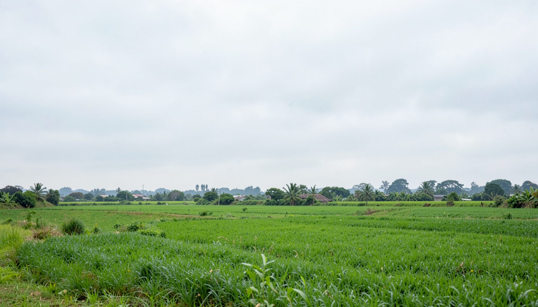 A rural landscape with green fields and a soft overcast sky, suggesting a quiet agricultural setting.